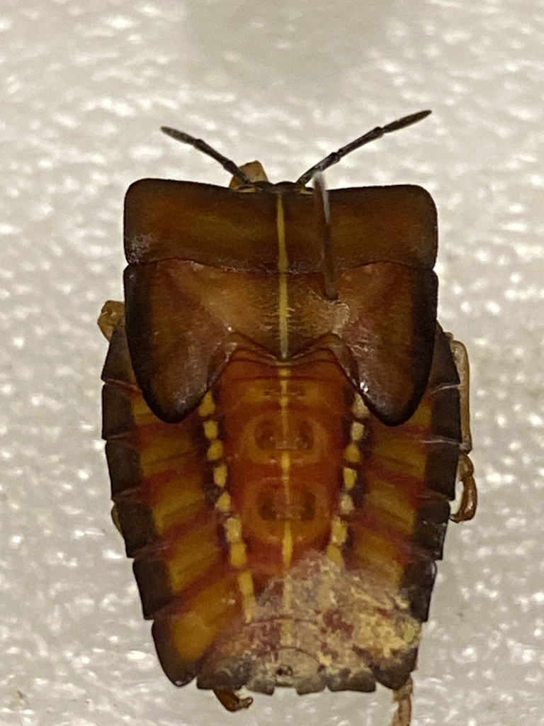 Lychee Stink Bug from 和平二路, 苓雅區, TW on May 13, 2023 at 10:44 AM by ...