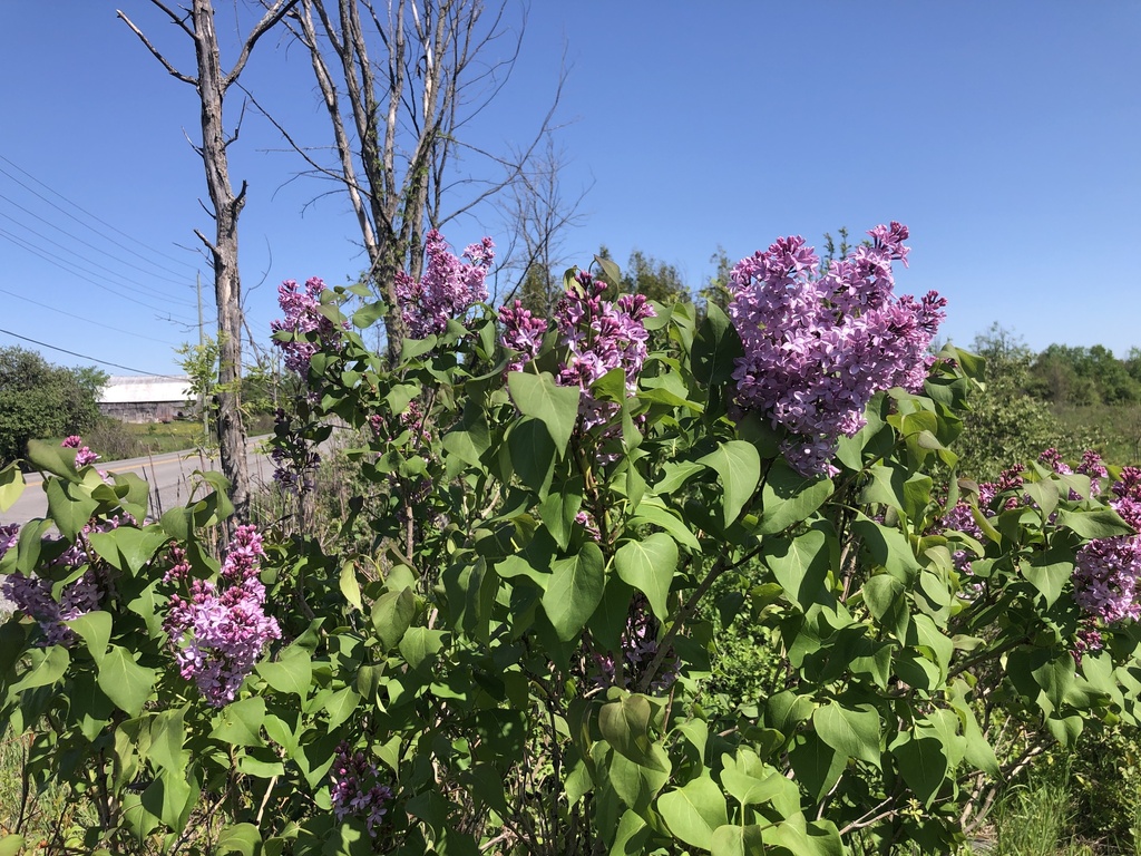 common lilac from Ottawa, ON, CA on May 22, 2023 at 1047 AM by Dave · iNaturalist