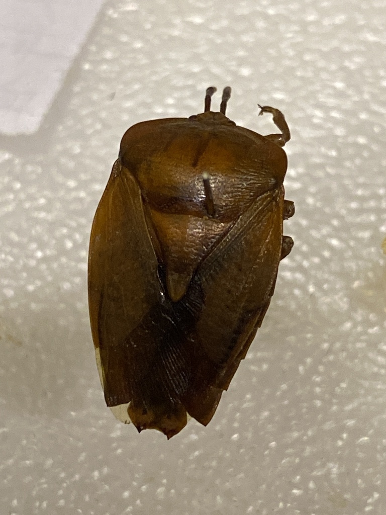 Lychee Stink Bug from 和平二路, 苓雅區, TW on May 13, 2023 at 10:47 AM by ...