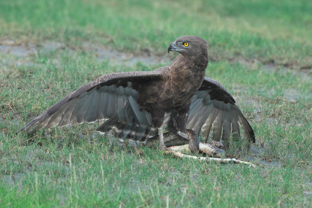 Snake-Eagles, Serpent-Eagles, and allies