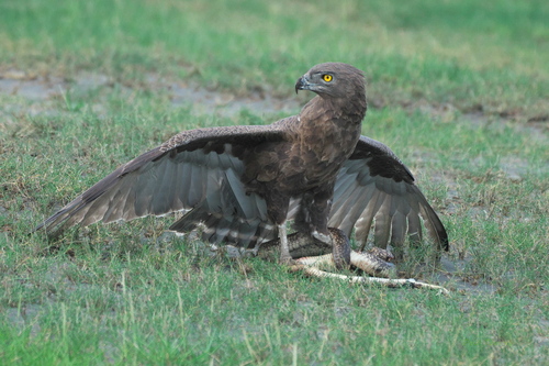 Brown Snake-Eagle