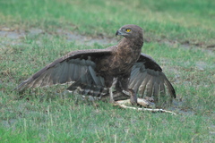 Brown Snake Eagle photo 2