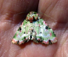 Chytonix splendens