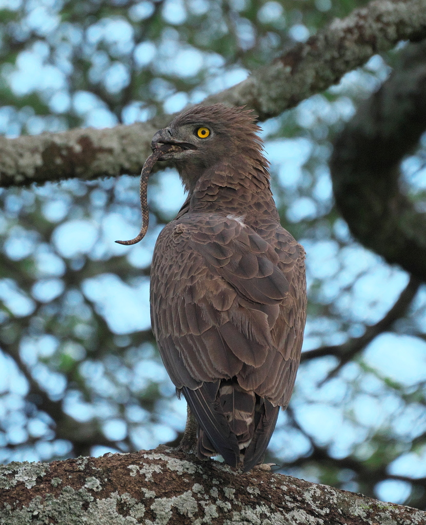 Brown Snake-Eagle