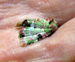 Chytonix splendens