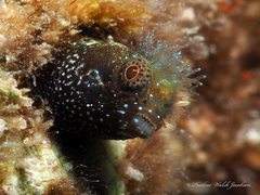 Medusa Blenny photo 1