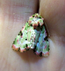 Chytonix splendens