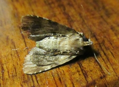 Chytonix splendens