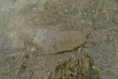 Holothuria scabra