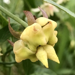 Araujia angustifolia