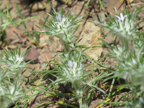 Image of Eriastrum abramsii by (c) Garth Harwood, some rights reserved (CC BY)