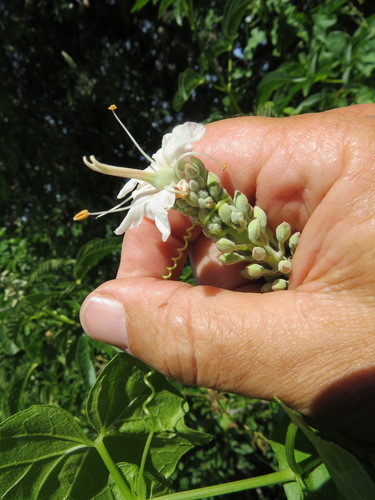 Aesculus californica