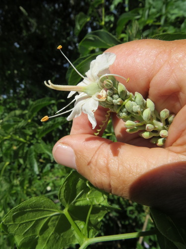 Aesculus californica