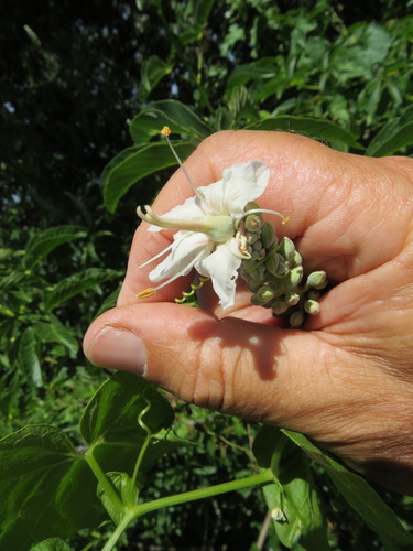 Aesculus californica