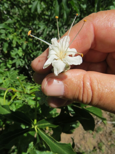 Aesculus californica