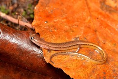 Eurycea chamberlaini