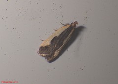 Dichomeris inserrata