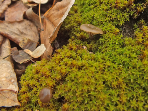 Clitocybe barbularum image