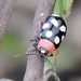 Eight-spotted Flea Beetle - Photo (c) Sam Kieschnick, some rights reserved (CC BY), uploaded by Sam Kieschnick