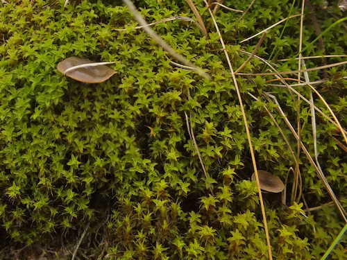 Clitocybe barbularum image