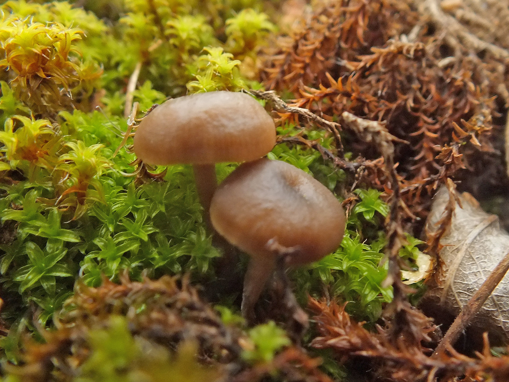 Clitocybe barbularum