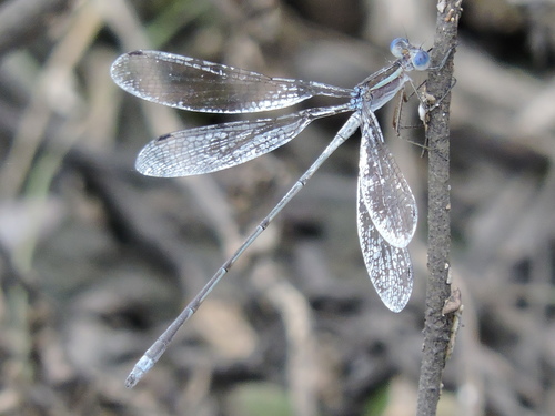Plateau Spreadwing