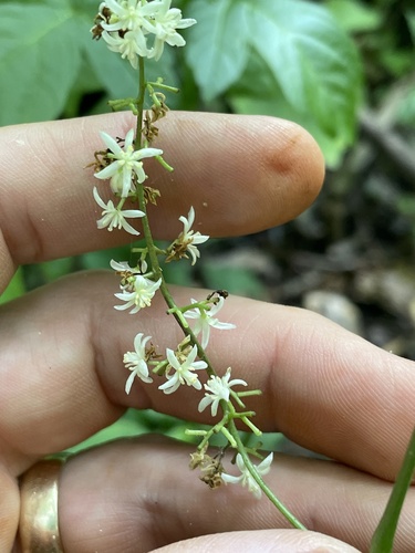 cupseed (Calycocarpum lyonii)