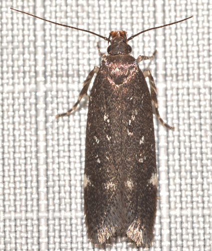 Red-striped Fireworm Moths and Allies