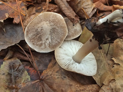 Tricholoma terreum image