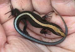 Pholidobolus vertebralis