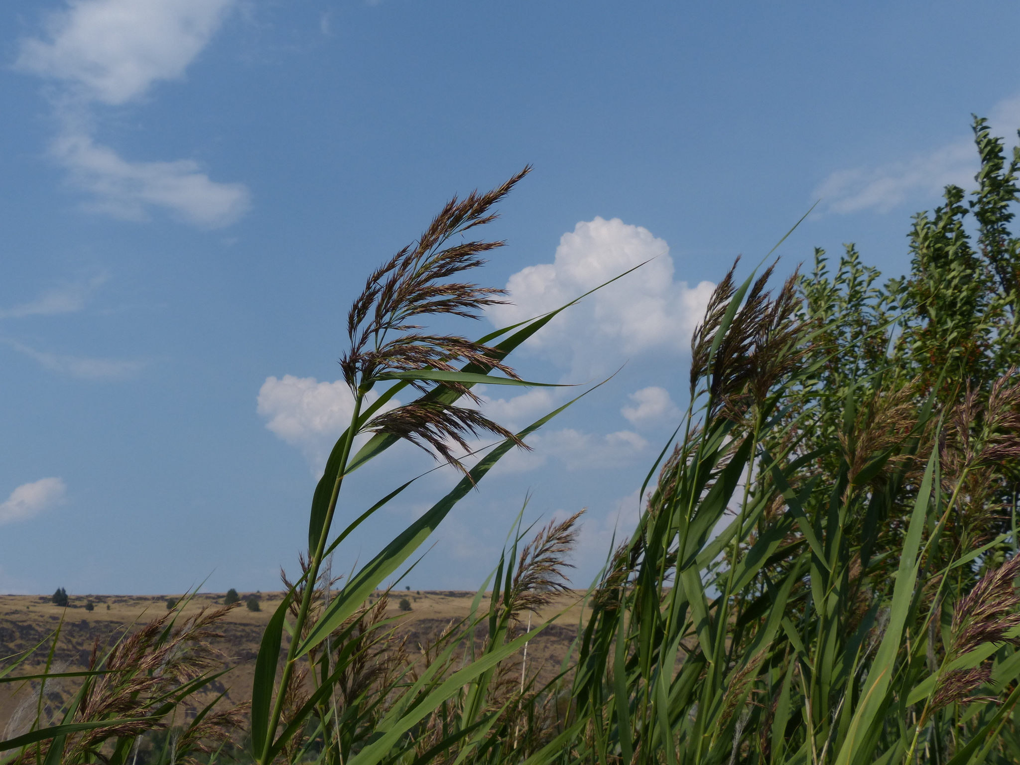 Phragmites australis ssp. americanus