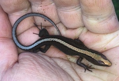 Pholidobolus vertebralis