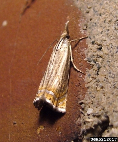 Topiary Grass-veneer