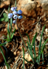 Muscari parviflorum