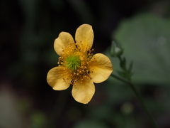 Geum aleppicum