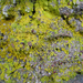 Sulphur Dust Lichen - Photo (c) Kari Pihlaviita, some rights reserved (CC BY-NC)