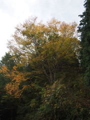 Carpinus tschonoskii