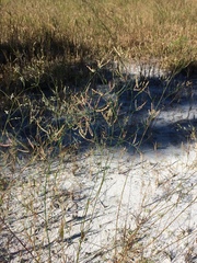 Polygonella gracilis