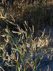 Polygonella gracilis