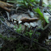 Pseudocraterellus undulatus - Photo (c) Иван Матершев, algunos derechos reservados (CC BY-NC), subido por Иван Матершев