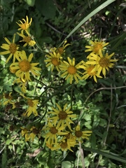 Senecio brasiliensis