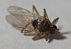 Pseudolynchia canariensis