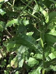 Senecio brasiliensis