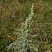 African Wormwood - Photo (c) mary-hunter, some rights reserved (CC BY-NC), uploaded by mary-hunter