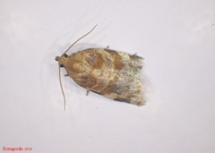 Archips mortuana
