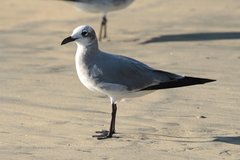 Leucophaeus atricilla