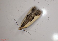 Dichomeris inserrata