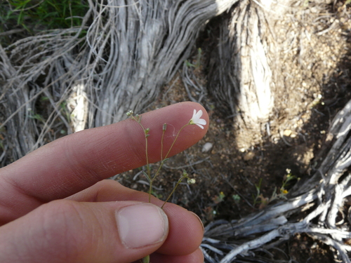 Image of Linanthus inyoensis by (c) Katie Pearson, some rights reserved (CC BY)