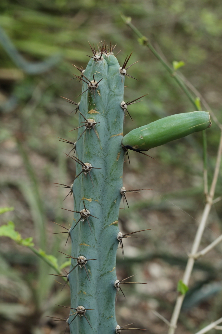 Cereus kroenleinii