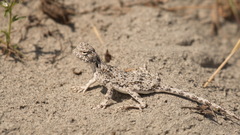 Phrynocephalus strauchi